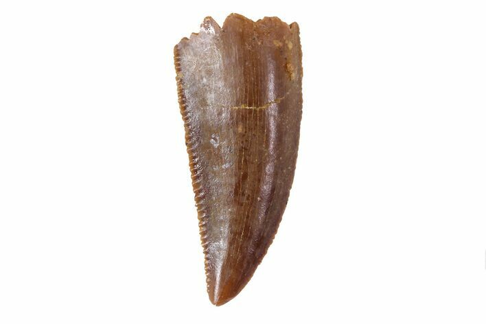 Serrated, Raptor Tooth - Morocco #72661